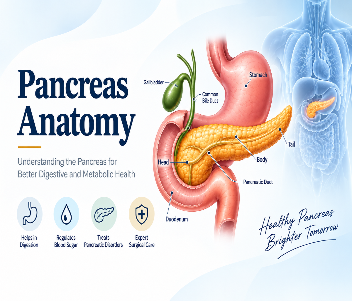 Pancreas anatomy showing the head, body, tail, pancreatic duct, stomach, duodenum and gallbladder